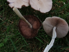 Candolleomyces