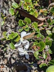Hylephila phyleus