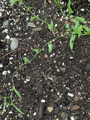 Convolvulus arvensis