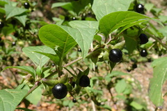 Atropa belladonna
