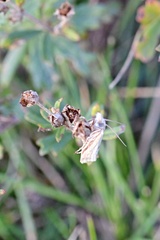 Agriphila inquinatella