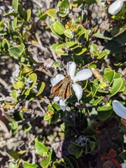 Hylephila phyleus