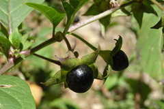 Atropa belladonna