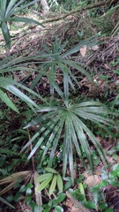 Coryphoideae