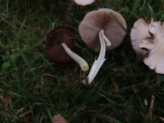 Candolleomyces