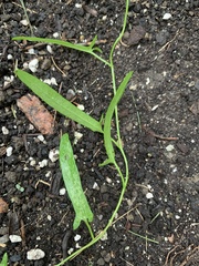 Convolvulus arvensis