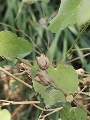 Abutilon trisulcatum