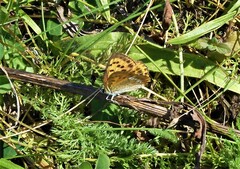 Lycaena virgaureae