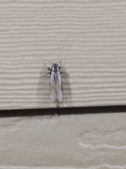 Periplaneta fuliginosa