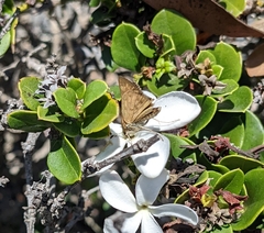 Hylephila phyleus