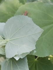 Abutilon trisulcatum