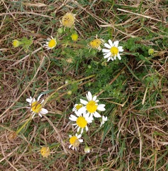Tripleurospermum maritimum