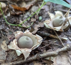 Geastrum triplex