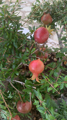 Punica granatum