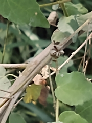 Abutilon trisulcatum