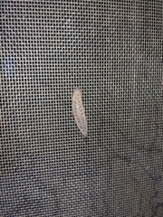 Megapallifera mutabilis