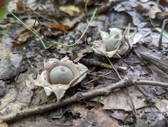 Geastrum triplex