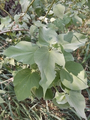 Abutilon trisulcatum