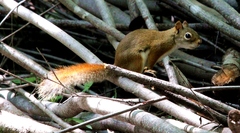 Tamiasciurus hudsonicus