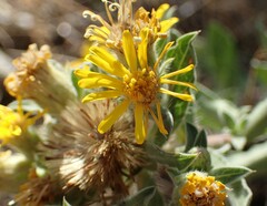 Heterotheca hirsutissima