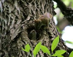 Tamiasciurus hudsonicus