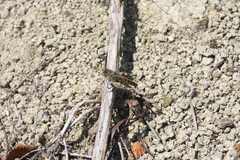 Calliptamus italicus