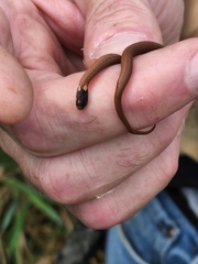 Storeria occipitomaculata