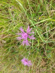 Centaurea scabiosa