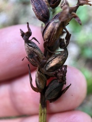 Platanthera clavellata