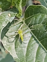 Peucetia viridans