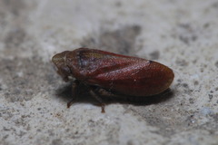 Tettigometridae