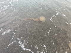 Chrysaora melanaster