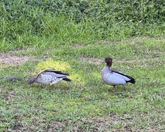 Chenonetta jubata