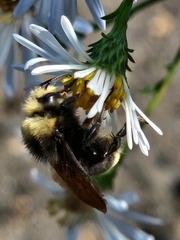 Bombus vosnesenskii