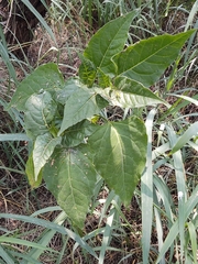 Mirabilis jalapa