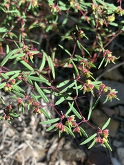 Euphorbia revoluta