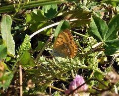 Lycaena virgaureae