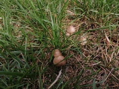 Panaeolus
