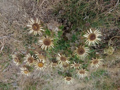 Carlina vulgaris