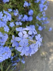 Plumbago auriculata