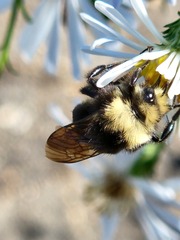 Bombus vosnesenskii