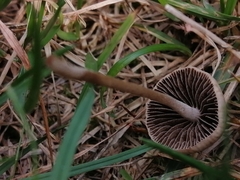 Panaeolus