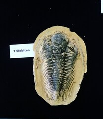 Trilobita