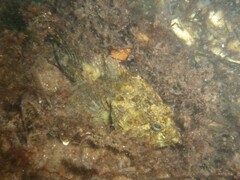 Taurulus bubalis