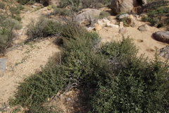 Forsskaolea angustifolia