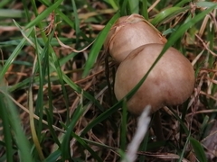 Panaeolus