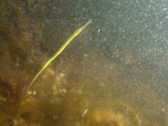 Syngnathus typhle