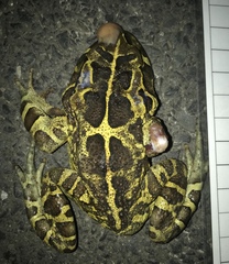Sclerophrys pantherina