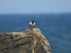 Sterna hirundo