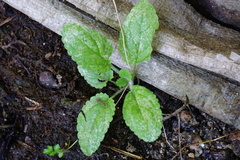 Scrophularia